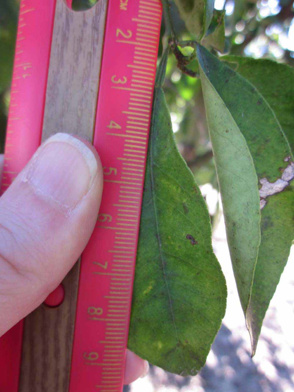              Unifoliolate leaf (Winter Haven, FL)       
